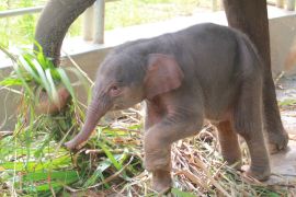 Bayi gajah sumatera kembali lahir di Lembah Hijau Lampung