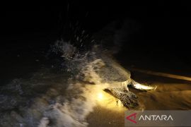 Menengok pos monitor Sungai Belacan: Tempat rahasia penyelamatan populasi penyu di Kalimantan Barat