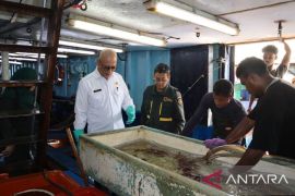 BKHIT Maluku pastikan 1,6 ton tenggiri tujuan Makassar lolos karantina