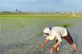 Hadapi El Nino, DTPHP Sidrap percepat masa tanam