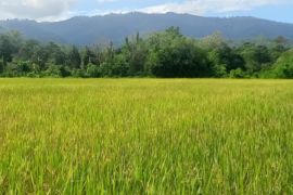 BBRMP Maluku monitoring memastikan produksi benih padi sawah di Waimital- SBB