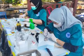 KPKP Kepulauan Seribu vaksinasi rabies 435 kucing hingga Mei 2026