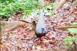 Dr. Amalia Rezeki teliti keragaman hayati hutan Kahung dihuni burung merak haruai