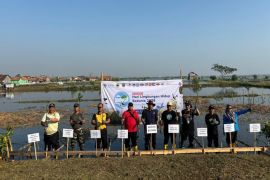 PLTU Batang siapkan 30 ribu bibit mangrove untuk pengembangan kawasan hijau