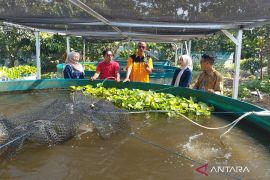 UIN Kudus-Ngramen Farm kembangkan agro pendidikan budidaya udang galah