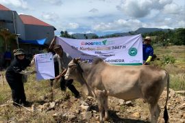 PT Pos Properti Indonesia melalui Dompet Dhuafa salurkan hewan kurban di Kabupaten Agam