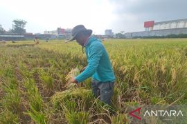 Pemkab Bandung benahi 546 daerah irigasi sawah untuk mitigasi El Nino