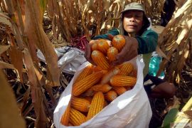 Kenaikan harga jagung di tingkat petani