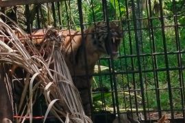 21 hari mengiringi Harimau Puti Batuah
