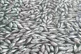 Ikan keramba jaring apung Danau Maninjau mati lima ton selama 2026