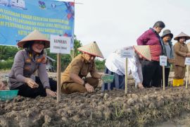 Perkuat ketahanan pangan lokal,  Wali Kota Tebing Tinggi pimpin gerakan tanam bawang