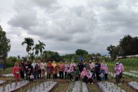 Petani Banyuasin adopsi teknologi Proliga dan pemasaran digital