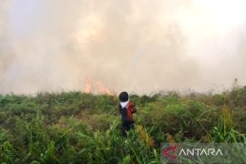 HAkA: Citra satelit deteksi 280 hektare area terbakar di Aceh Barat