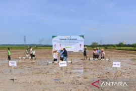 Kabupaten Tanjab Barat tanam perdana padi dengan sistem PM-AAS