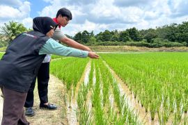 Kisah Sutarni jadi pelopor pertanian organik di PALI berkat program Pertamina Hulu Rokan