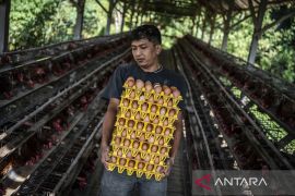 Upaya stabilisasi harga telur di tingkat peternak