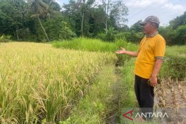Diskatan Kuningan percepat modernisasi pertanian berbasis teknologi guna tingkatkan produktivitas