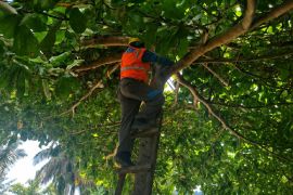 PLN Papua imbau pemasangan atribut Piala Dunia jauh dari jaringan