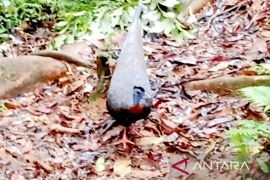 Dishut: Temuan haruai endemik langka perkuat biodiversitas di Kalsel