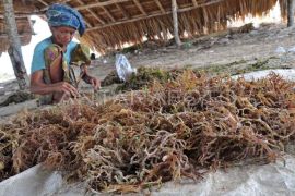 KONEKSI dorong hilirisasi rumput laut untuk ekonomi biru NTB