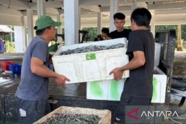DKP Kaltim jalankan tiga strategi perkuat hilirisasi perikanan