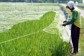 Pemasangan jaring pengaman padi
