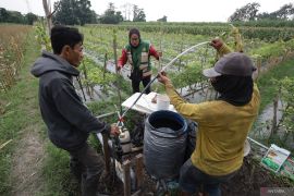 Irigasi tetes solusi tanam cabai musim kemarau