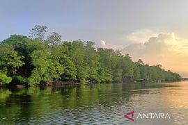 Kaltim perkuat pengelolaan dan perlindungan mangrove demi ketahanan iklim