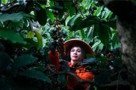 PTPN I Perkuat Rantai Pasok Kopi Global, Bidik Peningkatan Produktivitas dan Pasar Ekspor