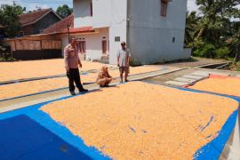 Program Swasembada Pangan Polres Garut hasilkan 326 ton jagung