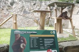 Pemkot targetkan Bandung Zoo kembali operasi dalam waktu kurang dari setahun