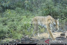 Harimau sumatra terekam kamera jebak di hutan harapan
