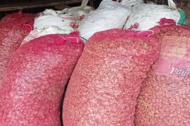 Petani Badui gembira harga kencur naik jadi Rp20 ribu per kg