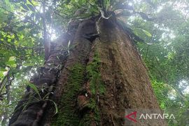 Ecological repentance: Indonesia&rsquo;s call to heal nature