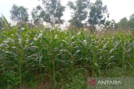 Dinpertan Banyumas menyiapkan bantuan benih palawija di musim tanam III