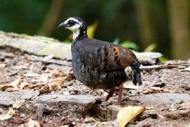 Peneliti Unej : Puyuh Gonggong Biasa fauna khas bumi Pandalungan