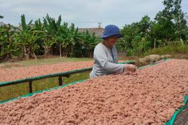 Menjaga kualitas terasi Toboali di tengah keterbatasan bahan baku
