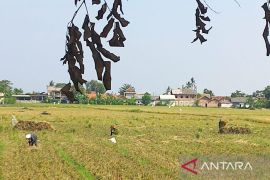 Pemkab Bekasi mitigasi kekeringan pada lahan pertanian jaga produksi pangan