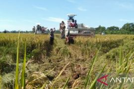 Distan Karawang sebut harga gabah kering panen cukup tinggi