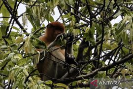 Populasi bekantan di Gunung Kentawan meningkat menjadi 102 ekor