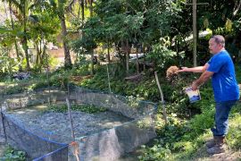 Warga Minas rajut kemandirian ekonomi lewat budidaya lele