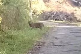 Dua ekor harimau muncul di Koto Tabang Agam (Video)