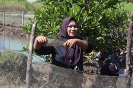 PLN gelar panen perdana bandeng Silvofishery di Kuala Satong