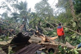 BPBD Padang kerjakan pohon tumbang yang hancurkan rumah warga