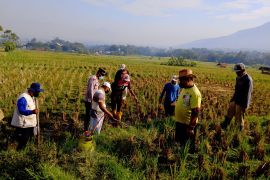 Garut gencarkan pengendalian serangan hama tikus