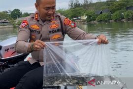 Polres Bangka Barat tabur 5.000 benih nila di Kolam Teluk Rubiah