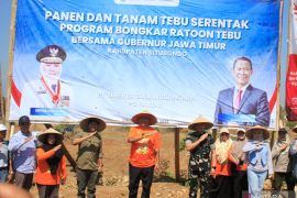 Perluasan lahan tebu Situbondo lampaui target Kementan