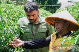 Bertahan di tengah tantangan, kelompok tani Asa Baru tumbuh lewat budidaya cabai