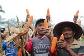 Petani di Kulon Progo menyulap lahan tidur menjadi lokasi produksi jagung