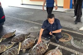 Polda Bali gagalkan penyelundupan 21 ekor Penyu Hijau di Buleleng